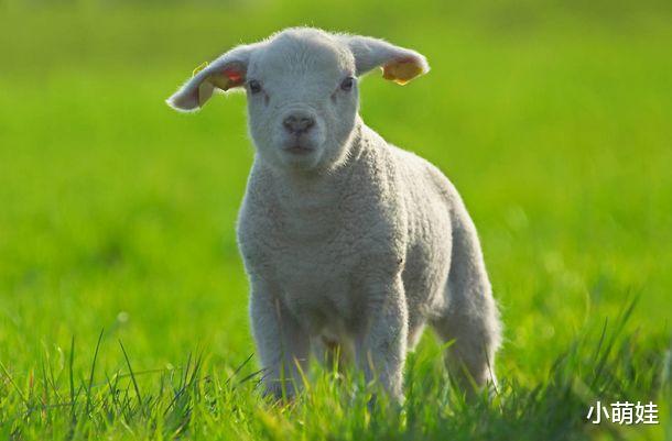 今天晚上澳门三肖兔羊蛇,全面设计实施_ZOI77.359安全版