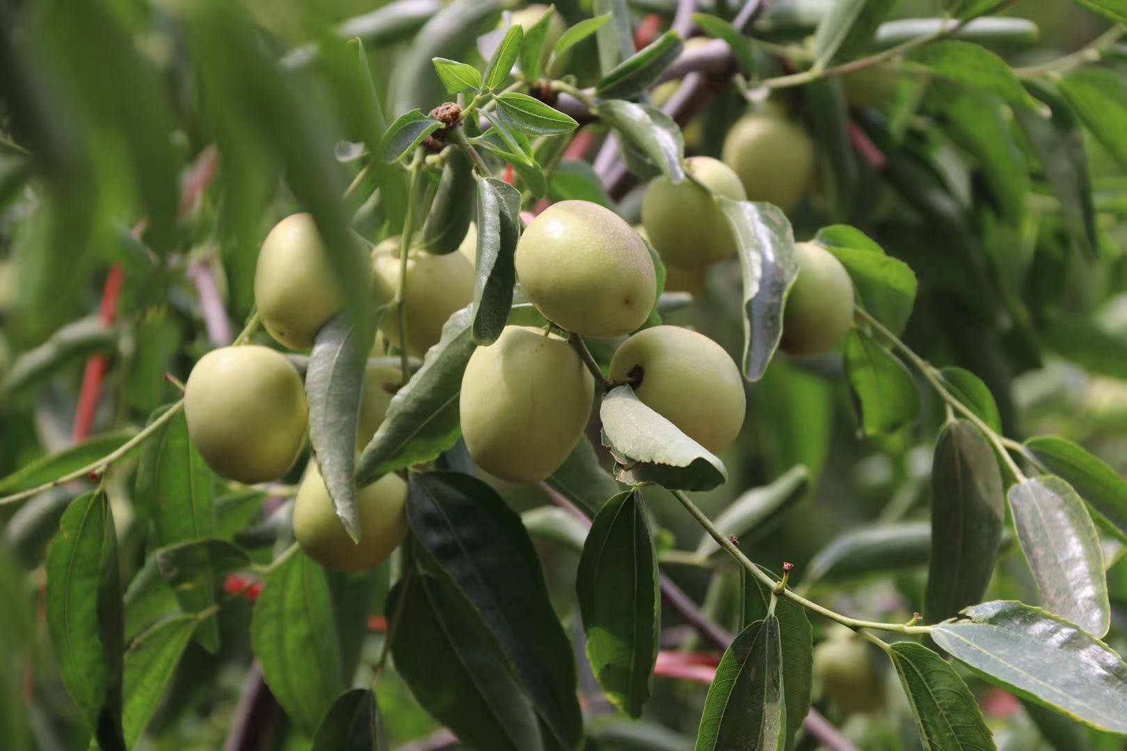 澳门六开奖最新开奖结果,创新发展策略_EWS77.597开放版