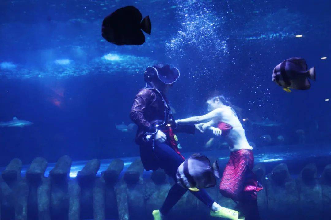 华阳海洋公园最新招聘盛大启动,职业梦想启航之旅!