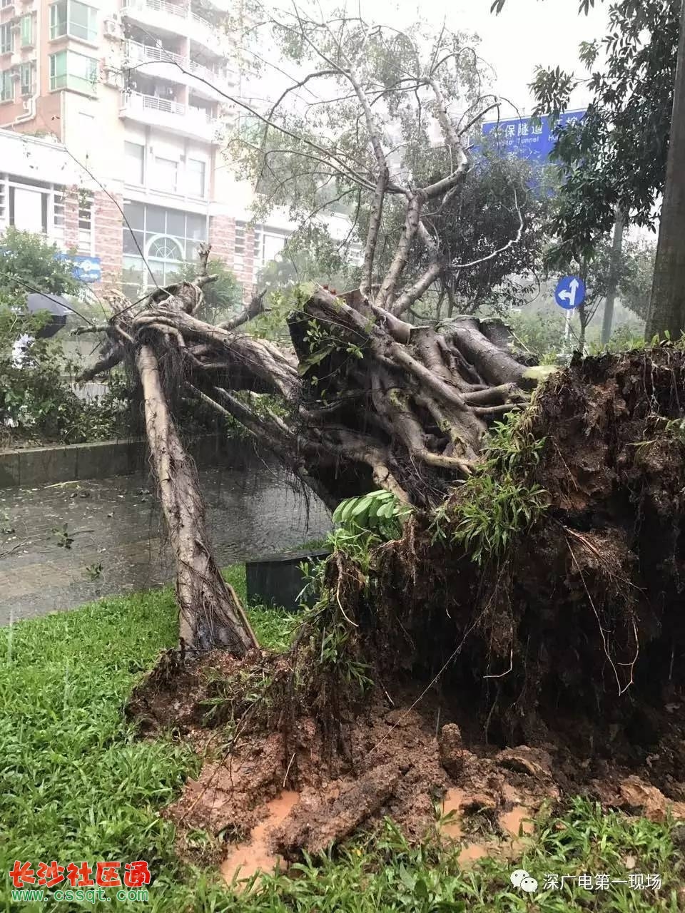 台风苗柏最新动态，多方观点分析与个人立场阐述的视频报道