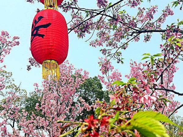 河津旅行社最新旅游线路发布✨