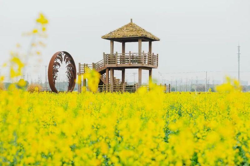 油菜花盛开时，春天的浪漫之旅探索最新油菜花盛景