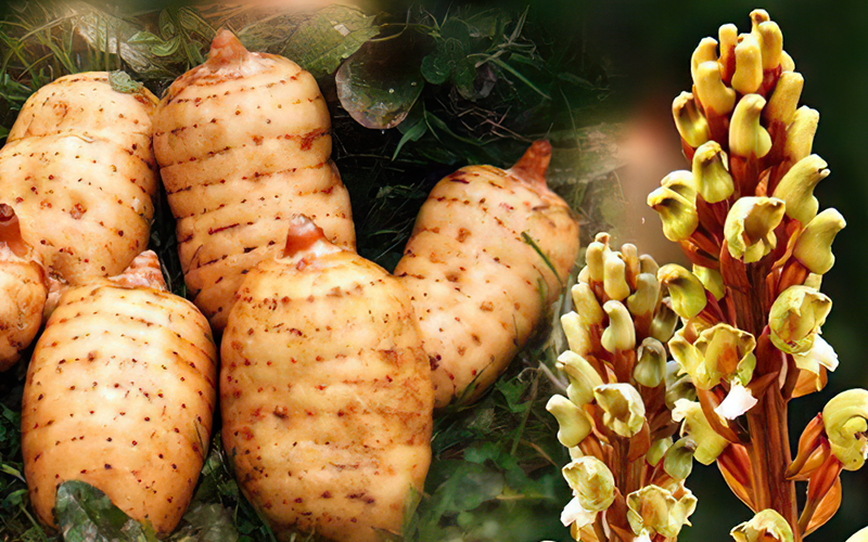 天麻价格行情深度解析及市场走势展望