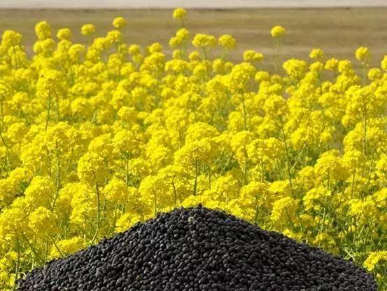 菜籽价格行情深度解析🌱