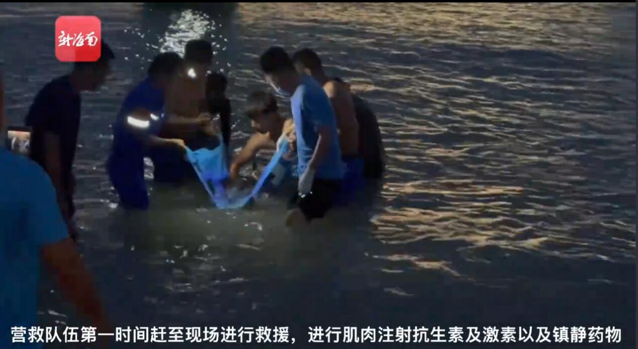 世界胖模比赛视频,探索时尚新维度