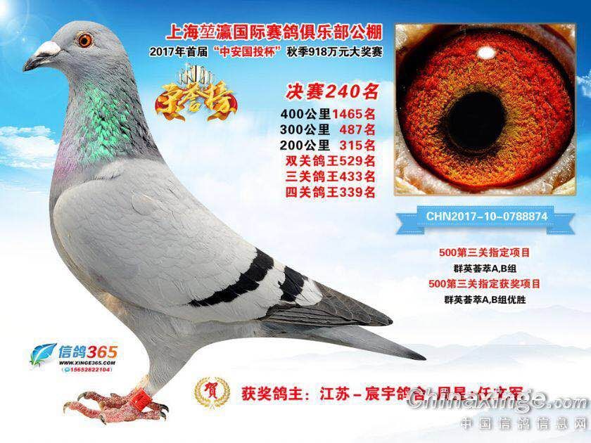 上海信鸽比赛网，背景追溯与重要时刻铭记