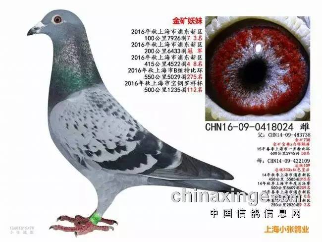 上海信鸽比赛网,背景追溯与重要时刻铭记