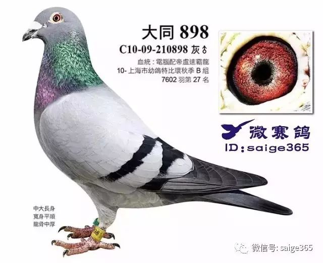 上海信鸽比赛网,背景追溯与重要时刻铭记