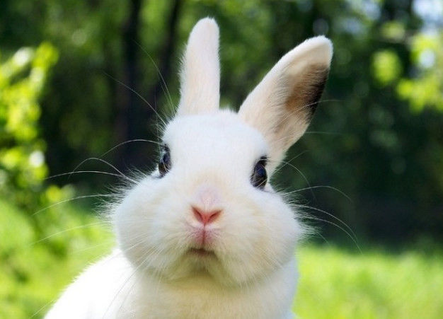 最新去水印刷圈兔教程详解与观点论述