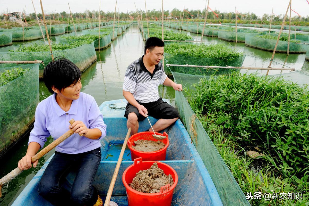 黄鳝养殖新技术观点论述,创新养殖方法引领行业变革