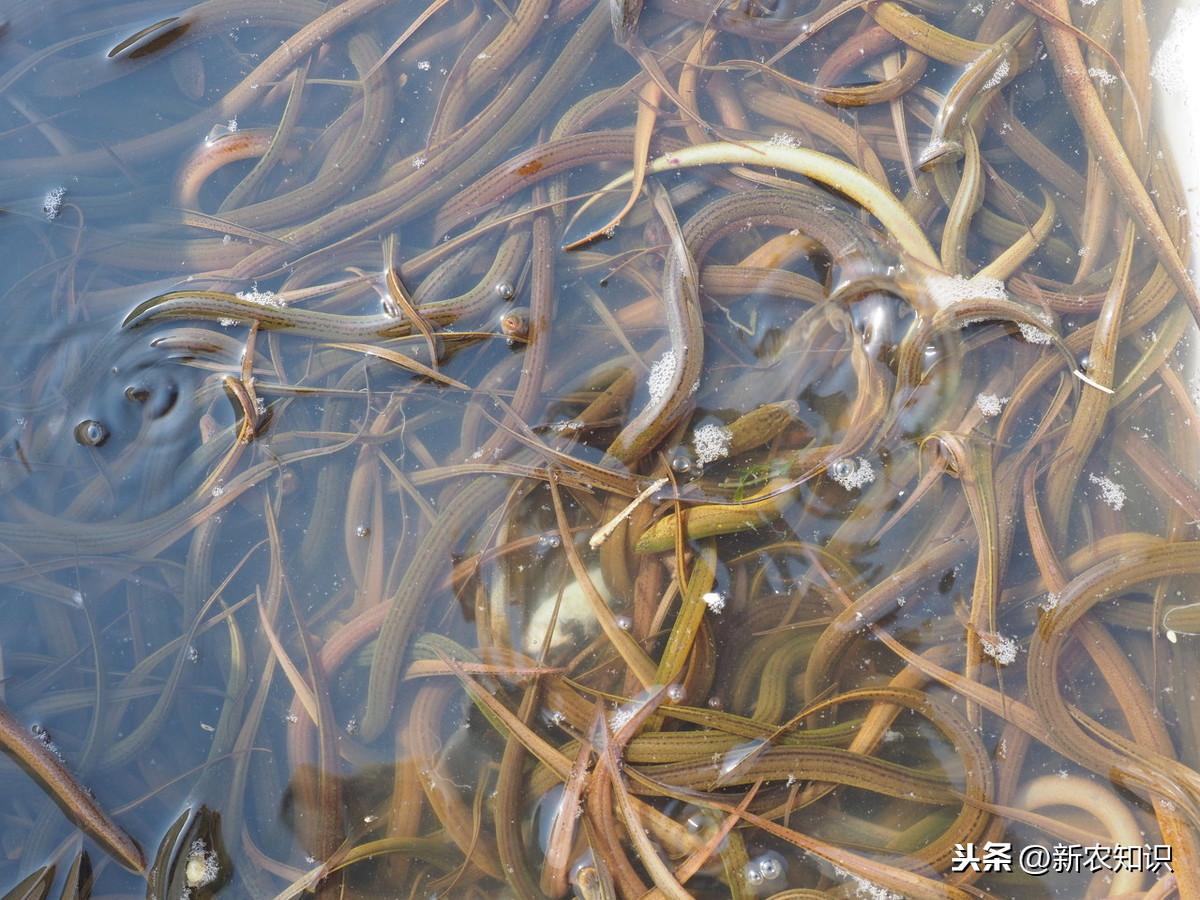 黄鳝养殖新技术观点论述,创新养殖方法引领行业变革