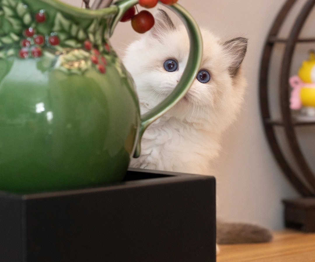 猫咪新藏品，独特记忆之旅跨越时代