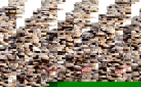 吊瓜子行情,科技与生活的新交集发展动态