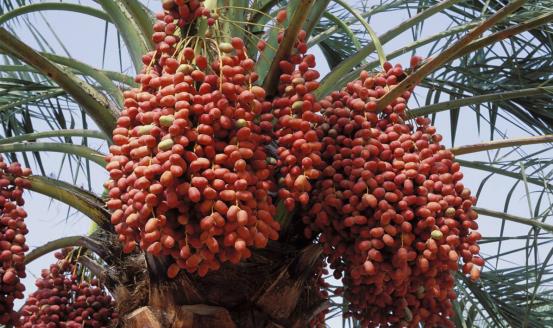 椰枣价格背后的知识追求,超越万千财富的珍贵价值