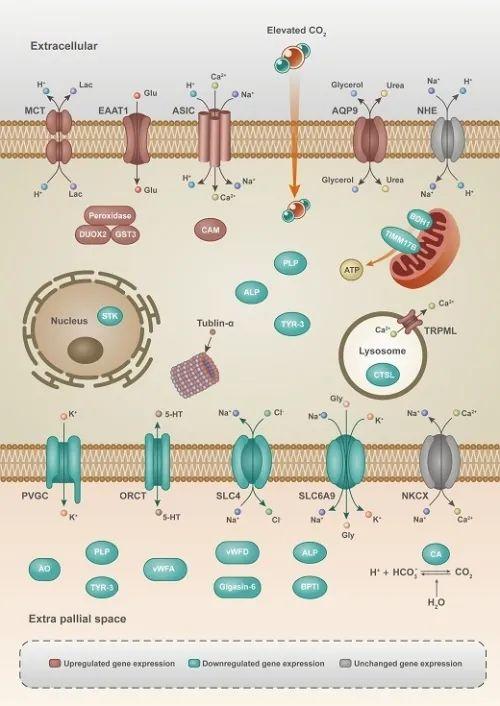 口腔修复技术前沿研究与发展概述