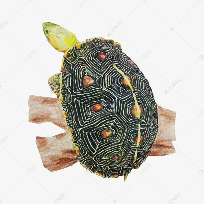 动漫龟，从虚拟世界到现实生活的魅力之旅