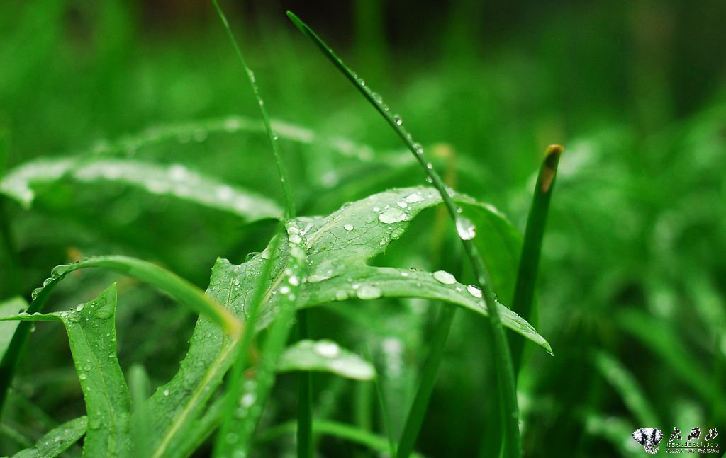 小草最新版本使用指南,全方位教程适用于初学者与进阶用户