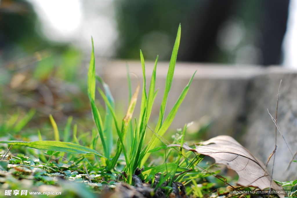 小草最新版本使用指南,全方位教程适用于初学者与进阶用户