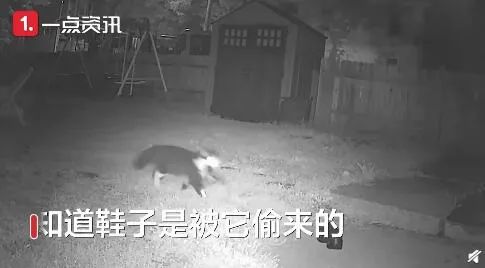 日本罪行追踪,科技之光下的正义之箭行动