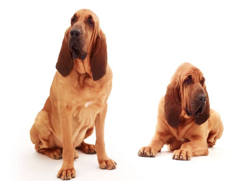 最新狗狗动画大盘点,萌宠时刻让人心动不已