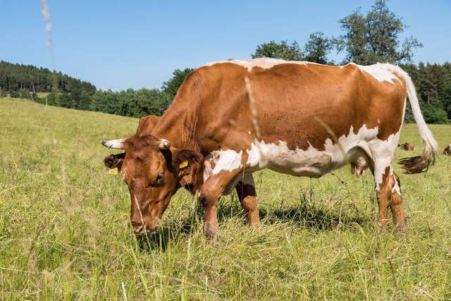 最新牛疾病论述综述