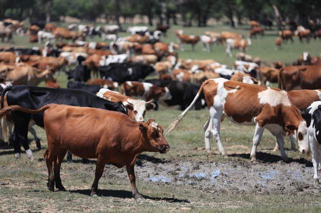 最新牛疾病论述综述