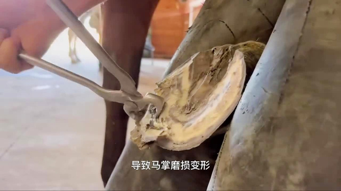 最新修马蹄，专业观点论述与修复技巧探讨
