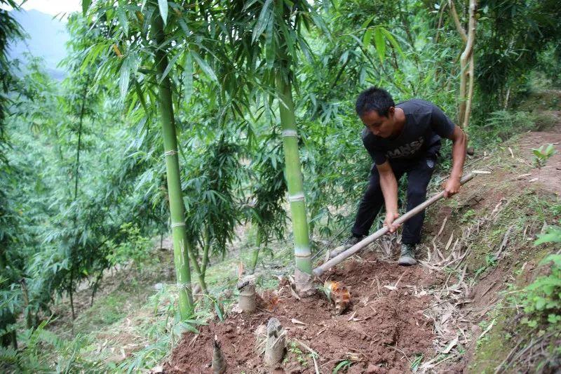 景东最新房源探寻现代居住风尚的首选之地