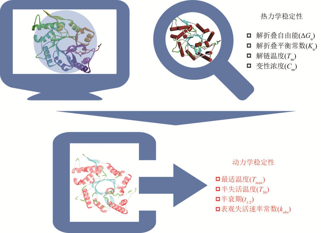 酶最新应用探索,生物催化剂潜力无限挖掘