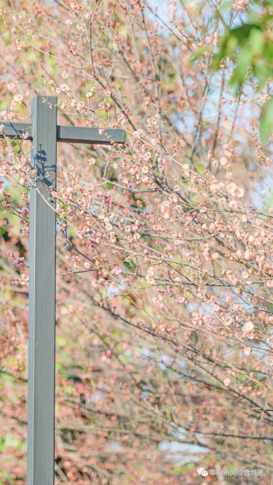 最新梅花馆，邂逅春天的诗意之地🌺