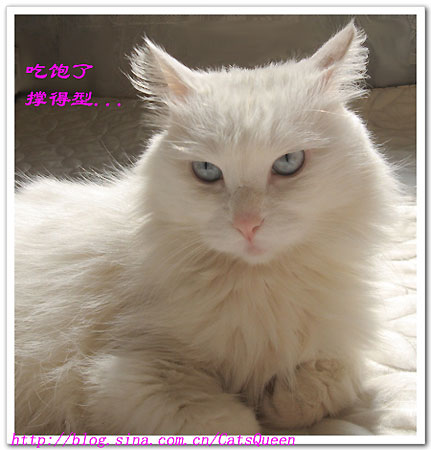 猫女王,时尚潮流与宠物界的璀璨新星,最新潮流展现