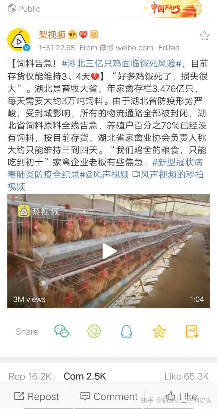 湖南最新禽的日常故事探秘